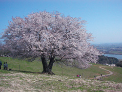 桜写真