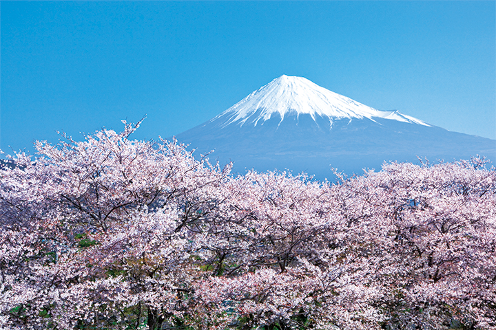 かりがね堤の桜と富士山 静岡県富士市松岡 株式会社日立システムズ