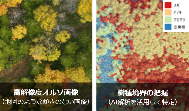 高解像度オルソ画像（地図のような傾きのない画像）と、樹種境界の把握（AI解析を活用して特定）のイメージ図