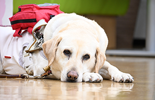 盲導犬ダレン卒業ファンミーティング 1
